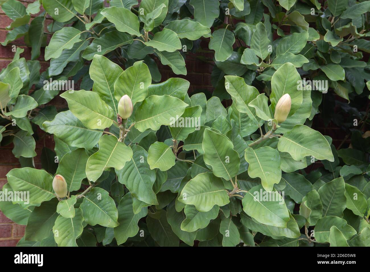 Magnolia delavayi / Delavay's magnolia Stock Photo