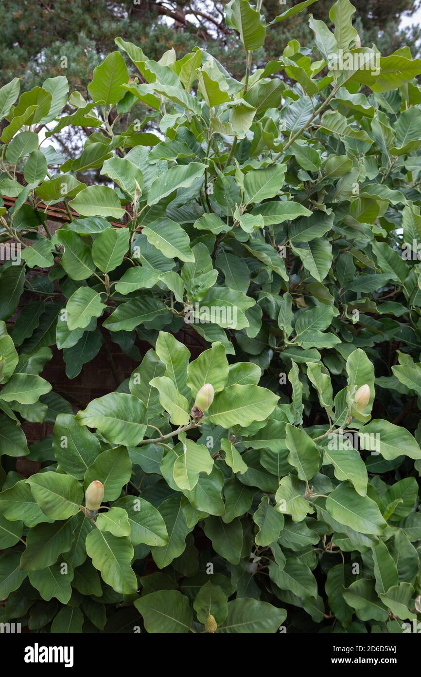 Magnolia delavayi / Delavay's magnolia Stock Photo