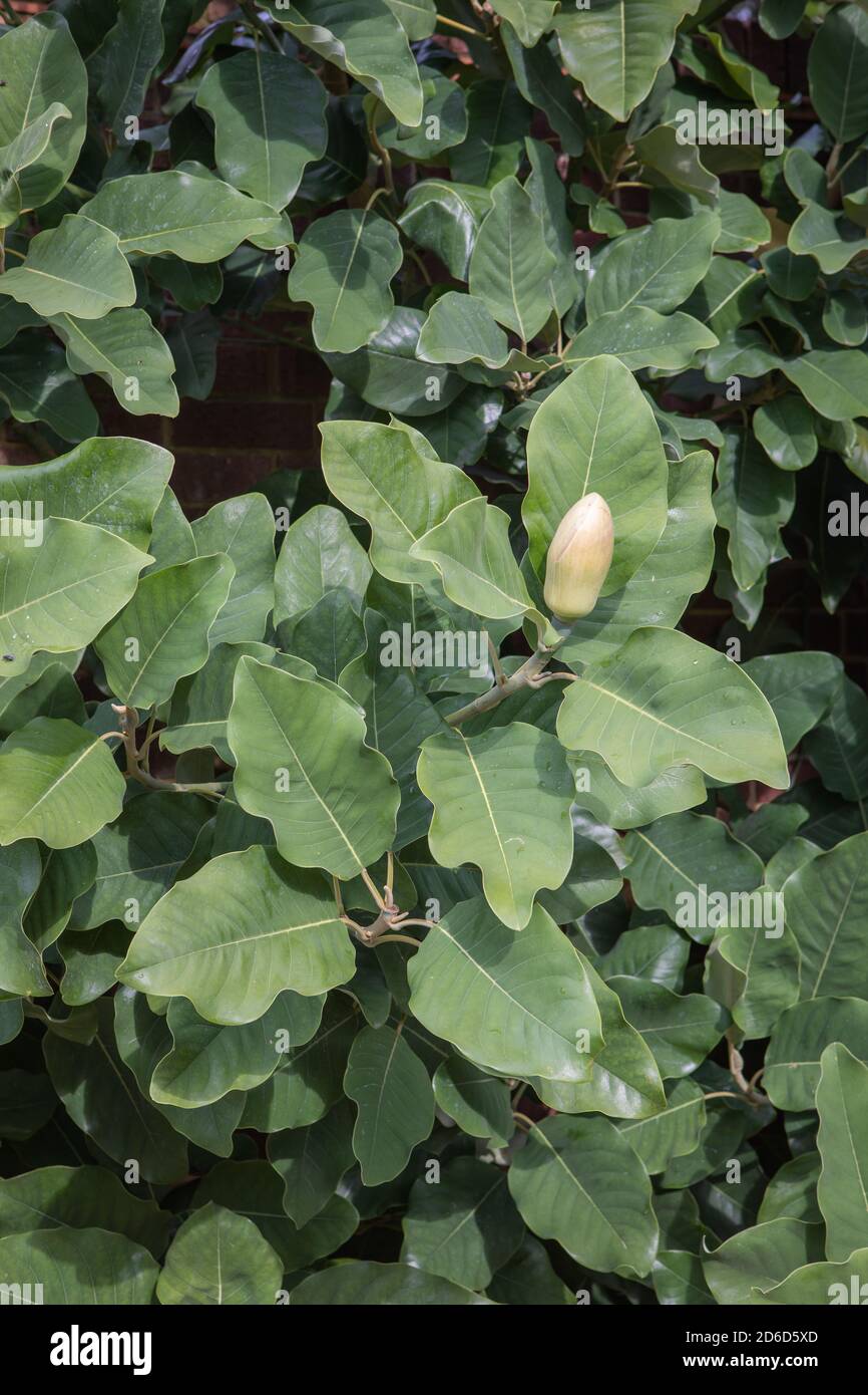 Magnolia delavayi / Delavay's magnolia Stock Photo