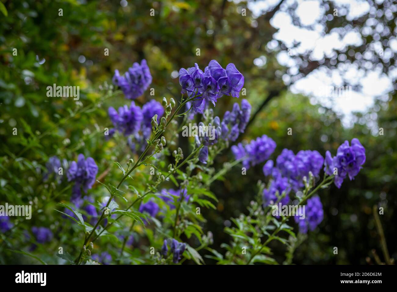 Aconitum carmichaelii (Arendsii Group) 'Arendsii' / monk's hood 'Arendsii' in flower Stock Photo