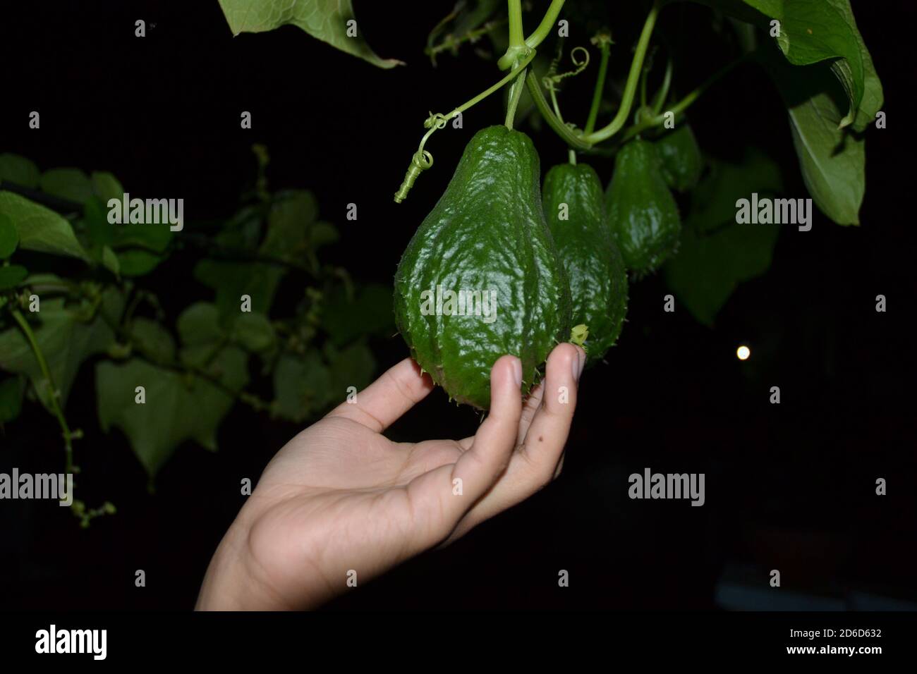 Chayote fruits hanging on their creeper. Picture taken in Kathmandu
