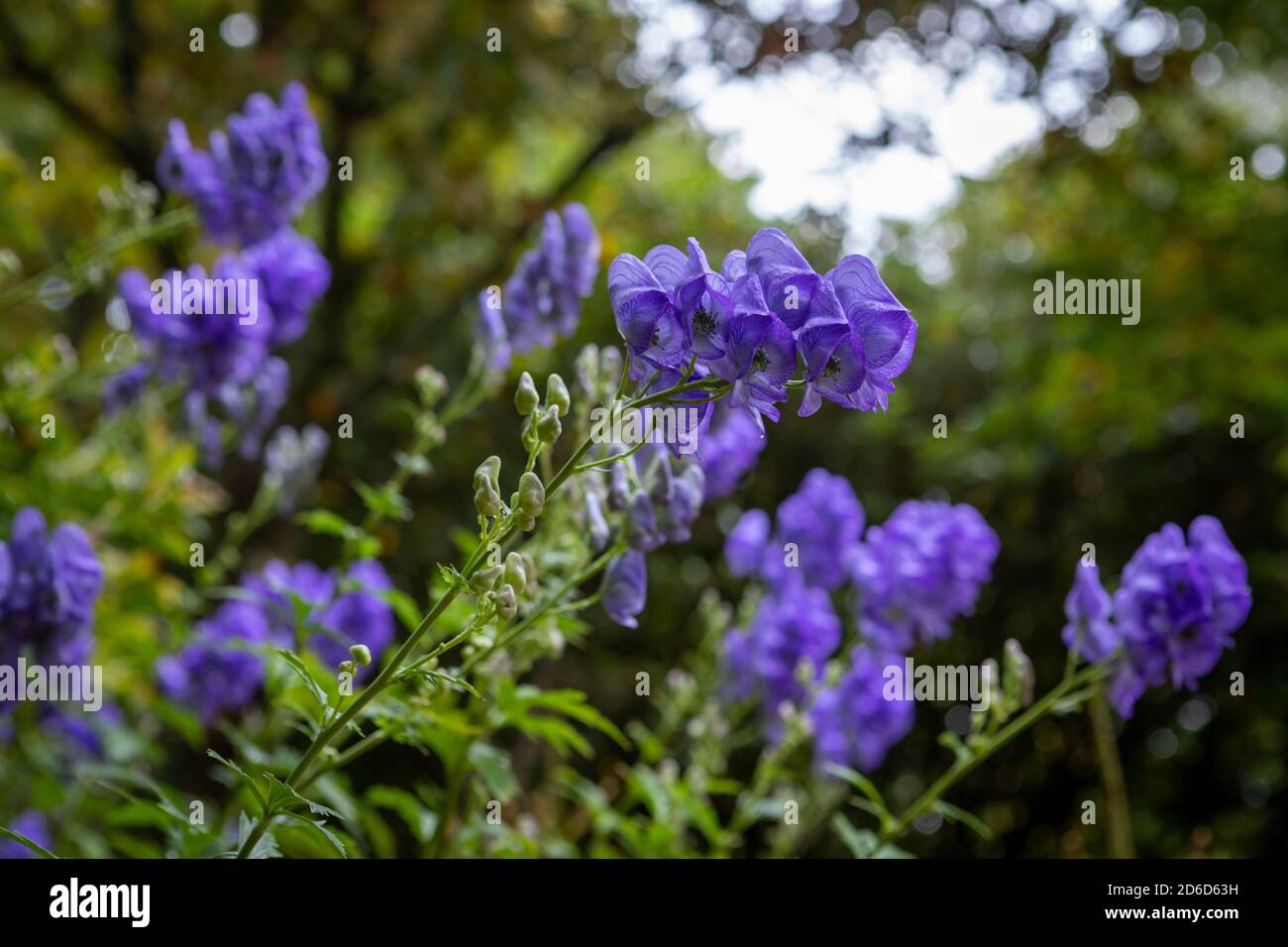 Aconitum carmichaelii (Arendsii Group) 'Arendsii' / monk's hood 'Arendsii' in flower Stock Photo