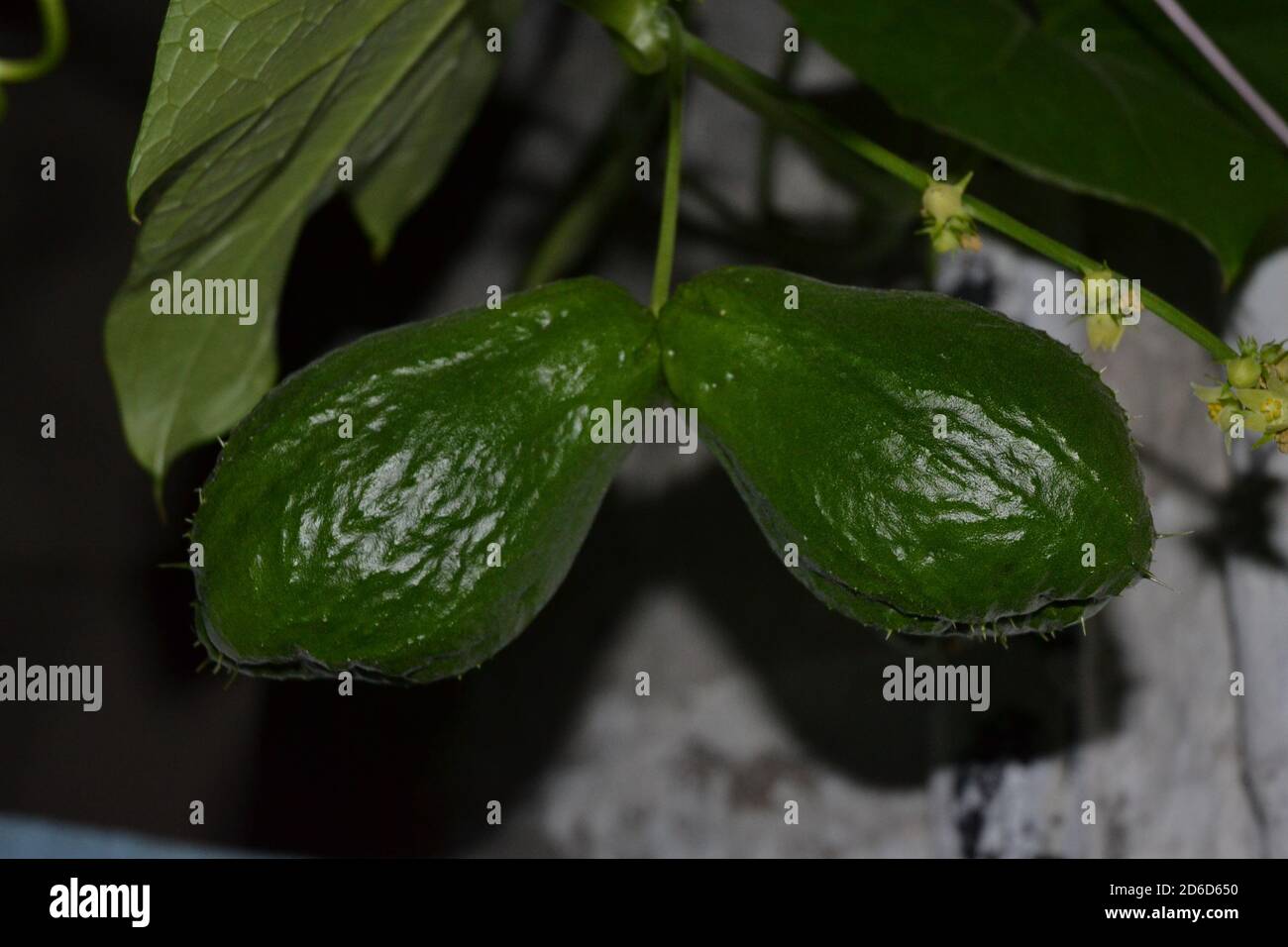 Chayote fruits hanging on their creeper. Picture taken in Kathmandu
