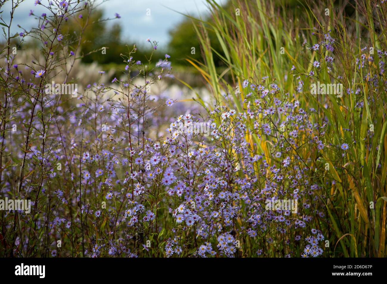 Symphyotrichum turbinellum aka Aster turbinellus / Aster Turbinella /mauve-flowered starwort with Panicum 'Northwind' in background Stock Photo