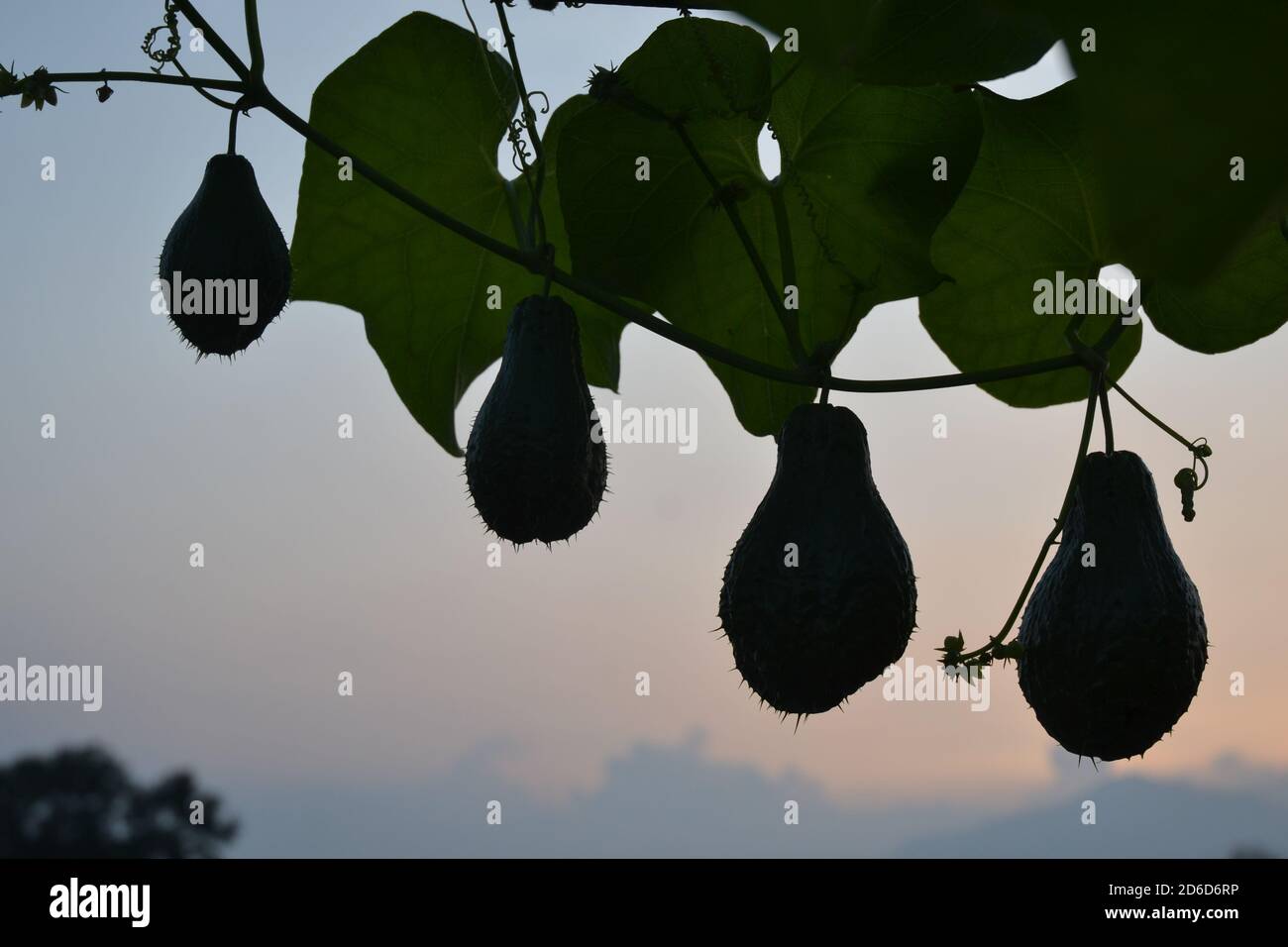 Chayote fruits hanging on their creeper. Picture taken in Kathmandu