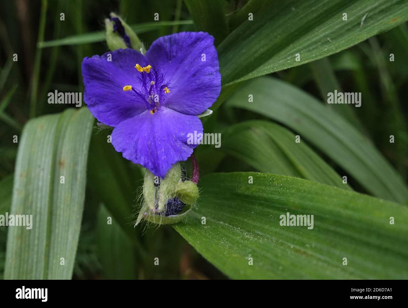 31.05.2020, Neuenhagen, Brandenburg, Germany - Blue of the three-master flower. 00S200531D452CAROEX.JPG [MODEL RELEASE: NOT APPLICABLE, PROPERTY RELEA Stock Photo