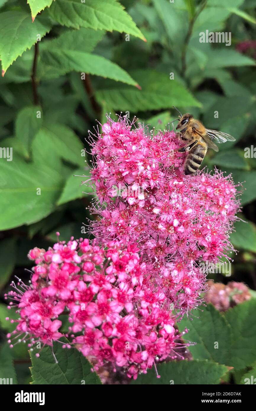 12.06.2020, Berlin, , Germany - Honeybee collects nectar from flowers of the cob spiders. 00S200612D527CAROEX.JPG [MODEL RELEASE: NOT APPLICABLE, PROP Stock Photo