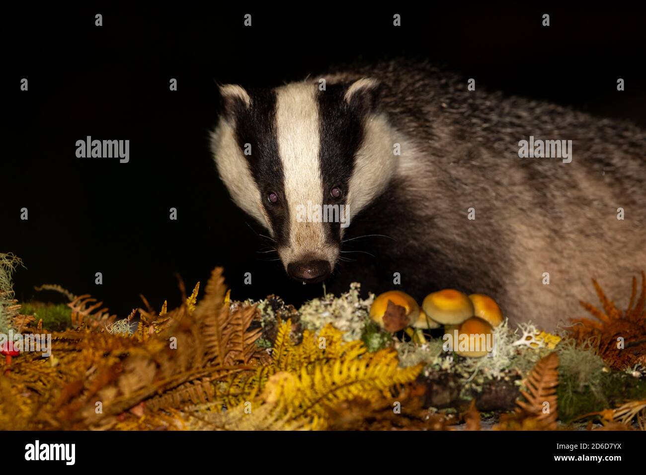 Badger (Scientific name: Meles Meles). Wild, native badger in Autumn, with toadstools and golden bracken.  Facing forward. Night-time image. Copyspace Stock Photo
