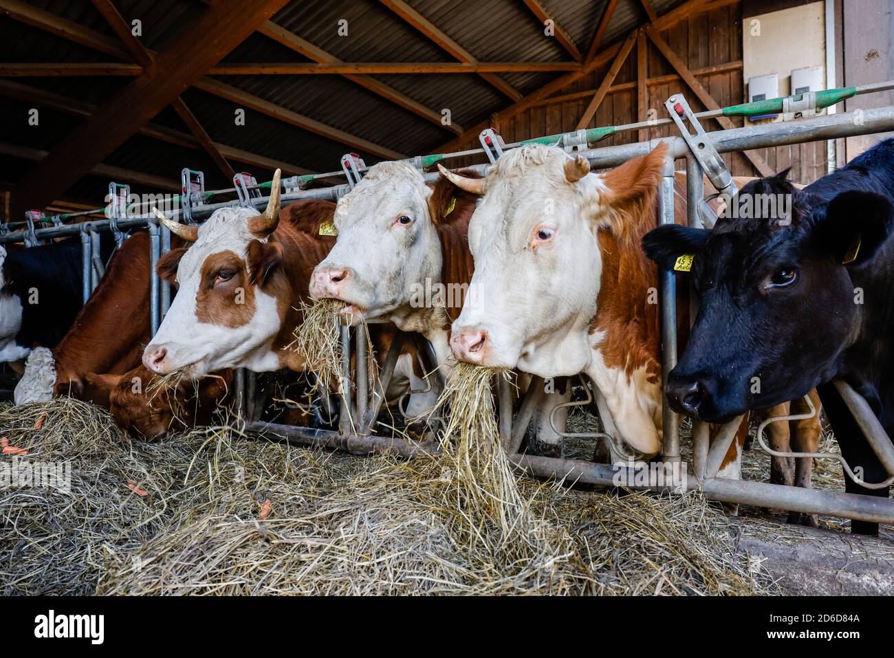 01.09.2020, Willich, North Rhine-Westphalia, Germany - Oekolandbau NRW, organic fattening cattle eat hay in the open stable on the Stautenhof, an orga Stock Photo