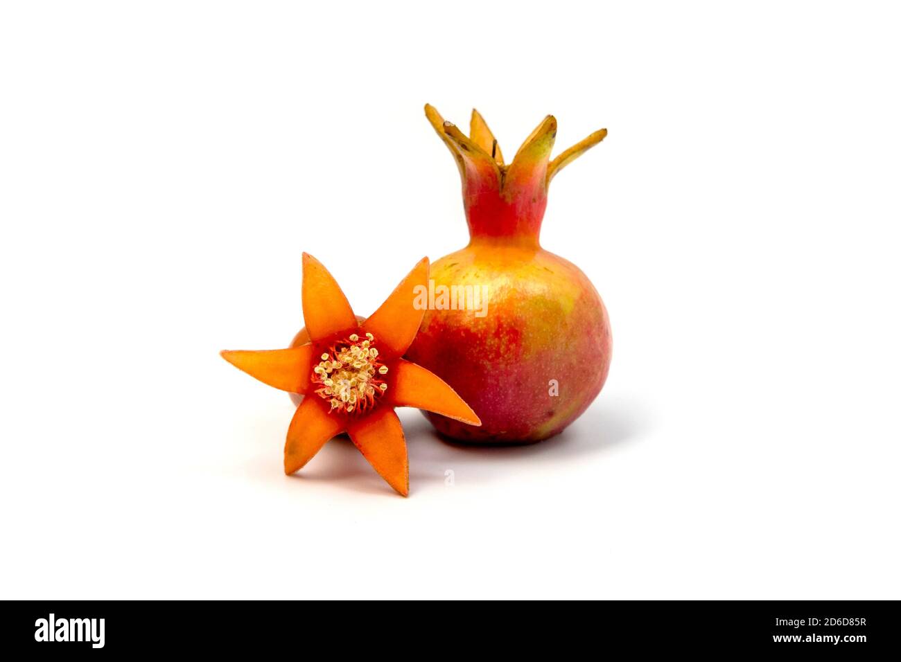 Pomegranate (Punica granatum var. nana ) flower and fruit setting on a white background Stock Photo
