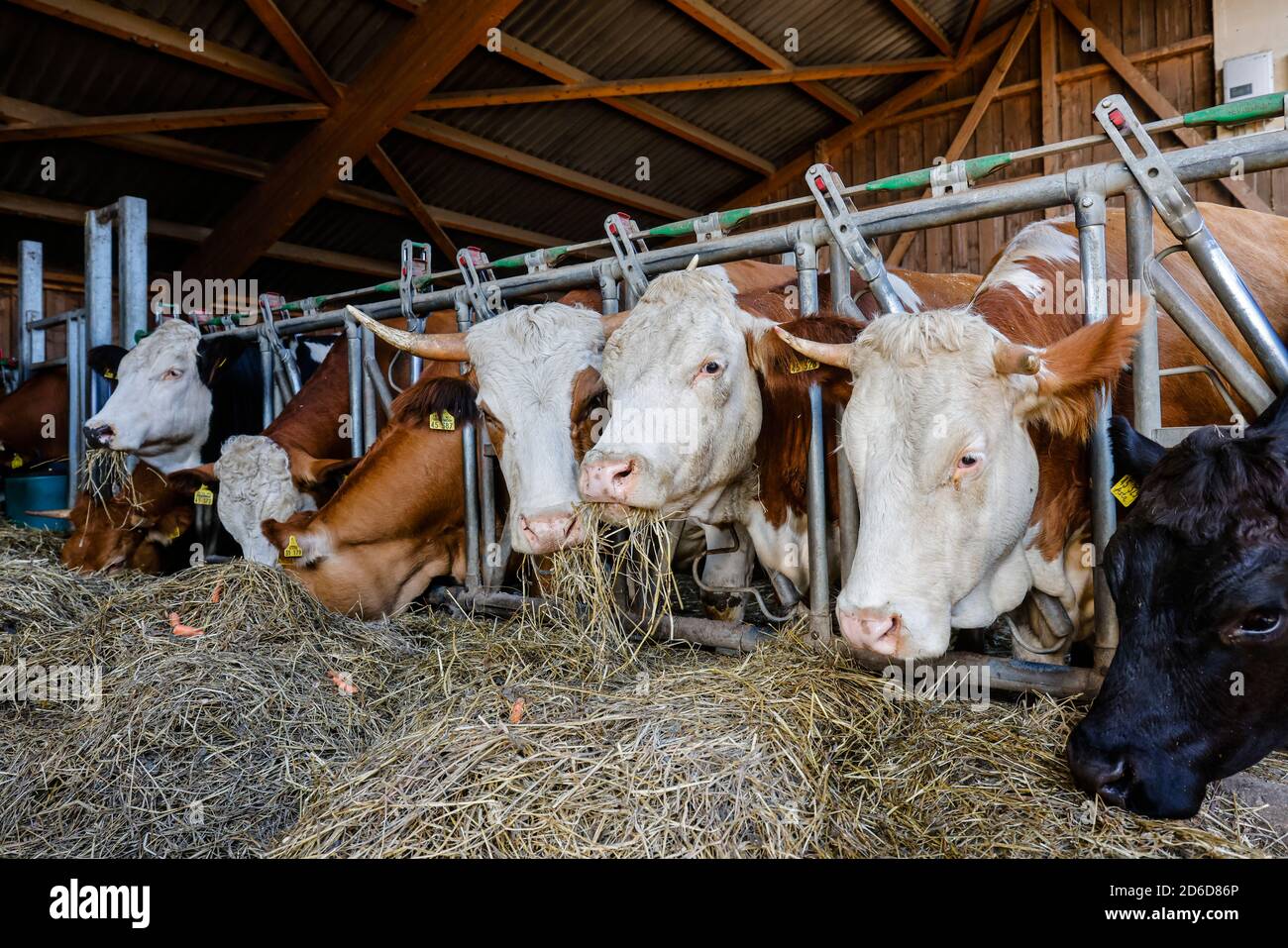 Willich hi-res stock photography and images - Alamy