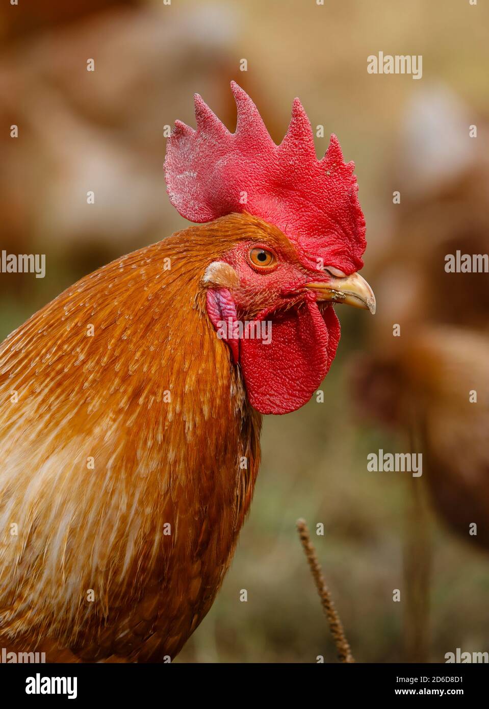 11.09.2020, Kamp-Lintfort, North Rhine-Westphalia, Germany - Oekolandbau NRW, organic chickens, free-range chickens live on the Bioland farm all year Stock Photo