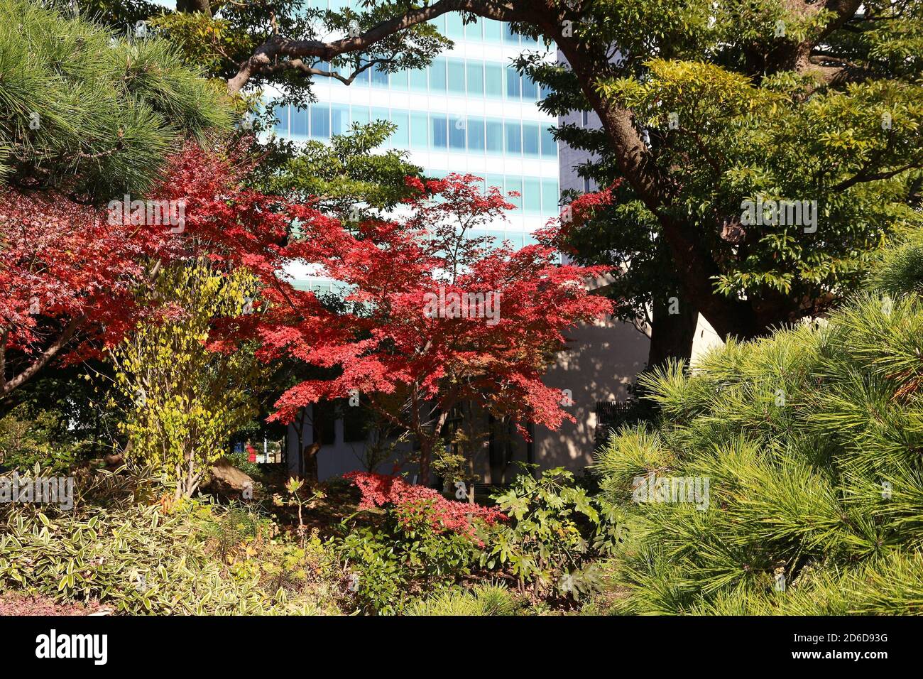 Rikyu Color Autumn colors in Tokyo. Japanese garden autumn foliage. Kyu Shiba Rikyu ...