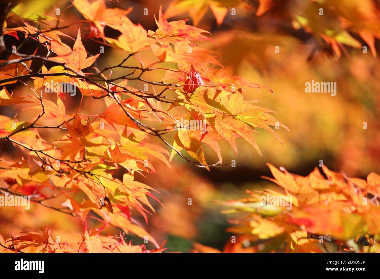 Autumn foliage in Japan. Red and orange momiji leaves (maple tree) in ...
