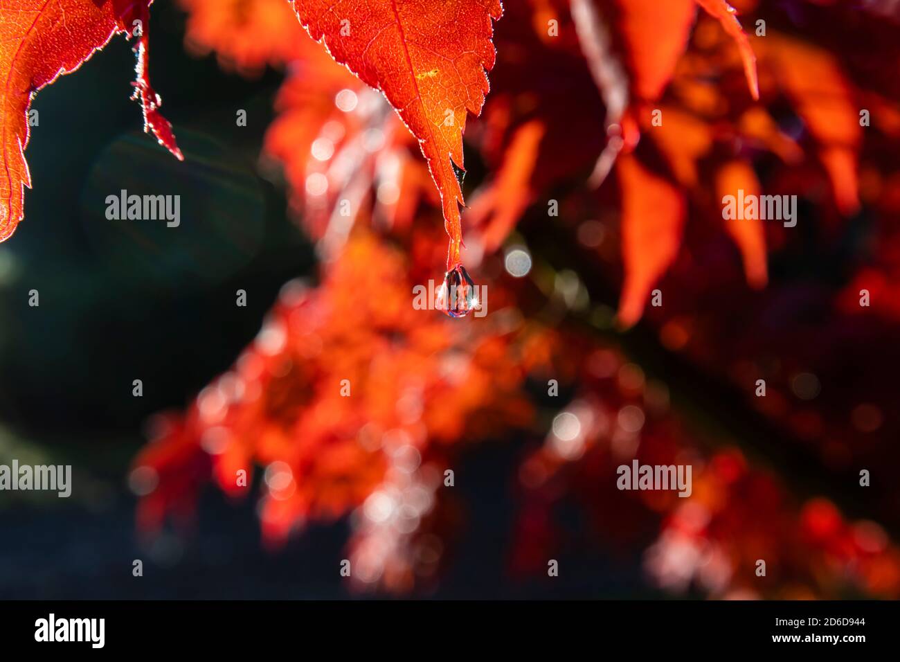 Close-up view of a water droplet refracting the sun hanging from the end of a Japanese Maple (Acer palmatum) leaf in its red autumn colours, Surrey Stock Photo