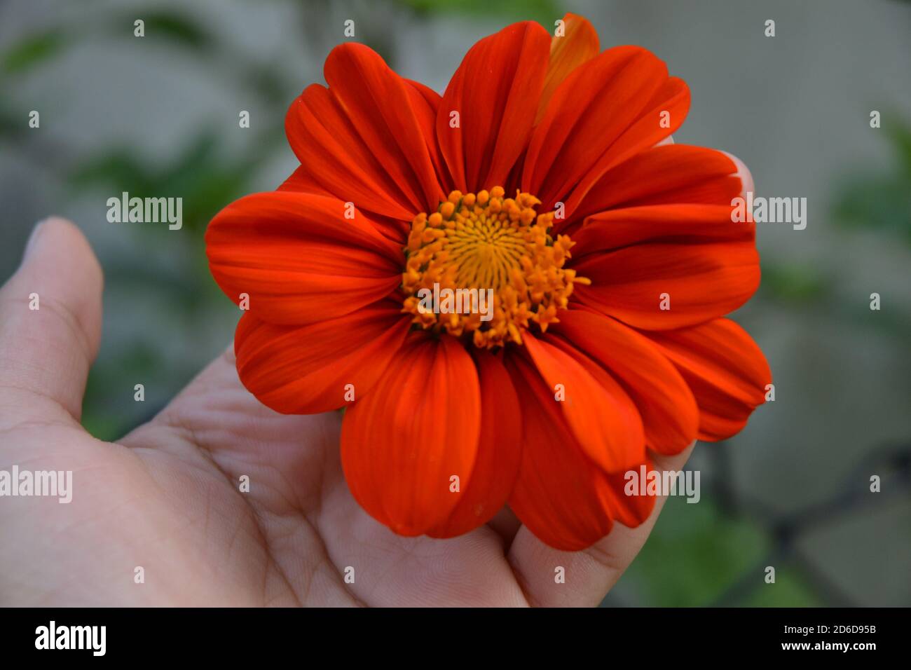 Red sunflower image. Stock Photo