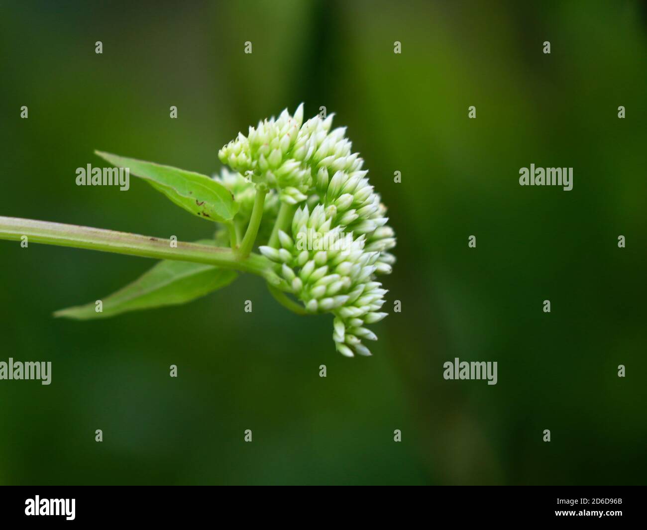 Tiny white flowers of mikania scandens or climbing hempweed, selective focus Stock Photo
