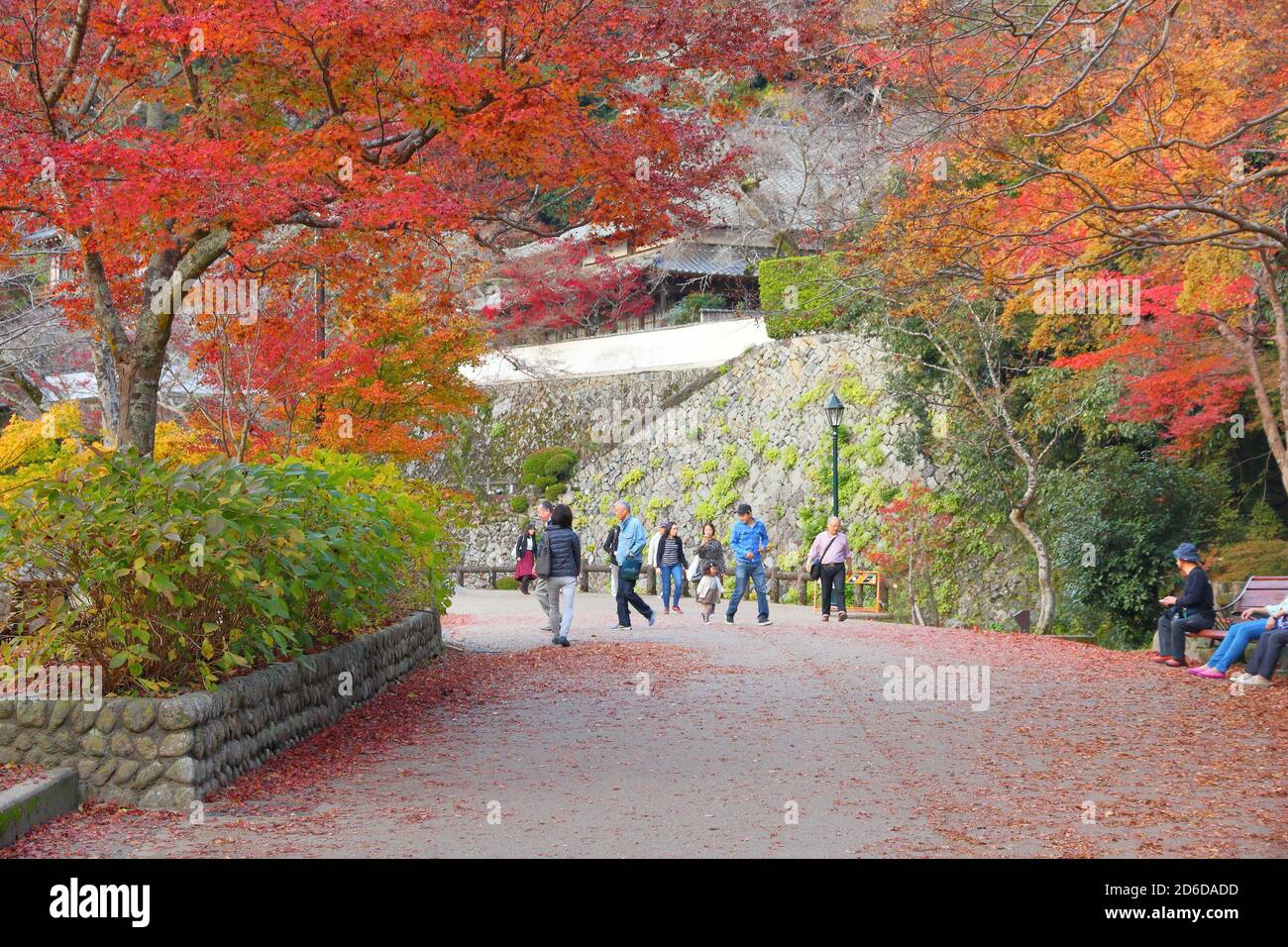 Minoh Japan November 22 16 People Visit Meiji No Mori Mino Quasi National Park Near Osaka Japan The Park Is Known For Its Spectacular Autumn Stock Photo Alamy Minoh Japan November 22 16 People Visit Meiji No Mori Mino Quasi National Park Near Osaka Japan The Park Is Known For Its Spectacular Autumn Stock Photo Alamy