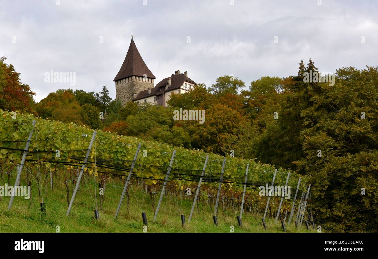 Castle Weinfelden in canton Thurgau, Switzerland surrounded by vineyards und woodland in autumn colors. Stock Photo