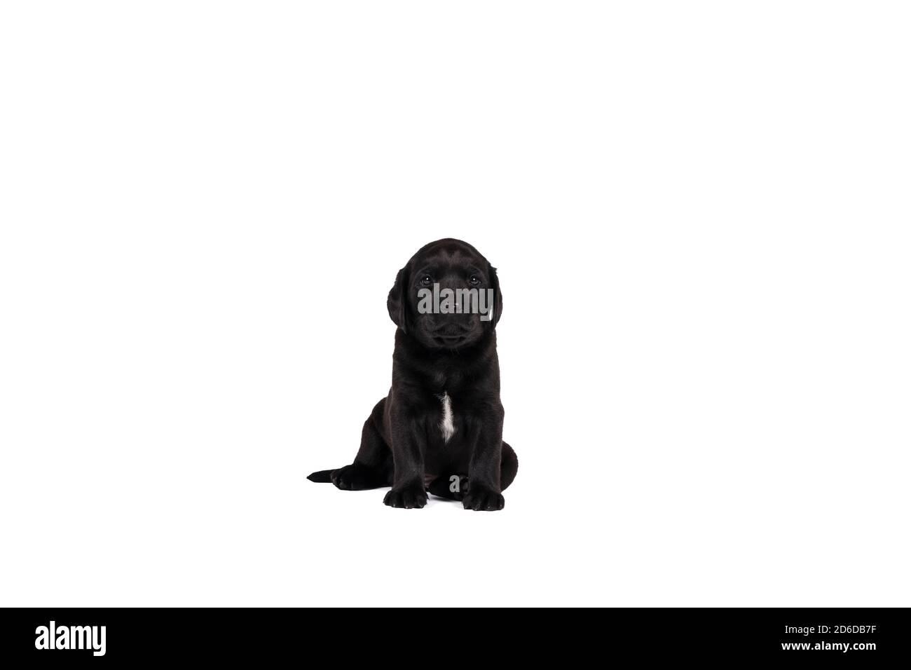 5 week old labrador puppy isolated on a white background sitting Stock