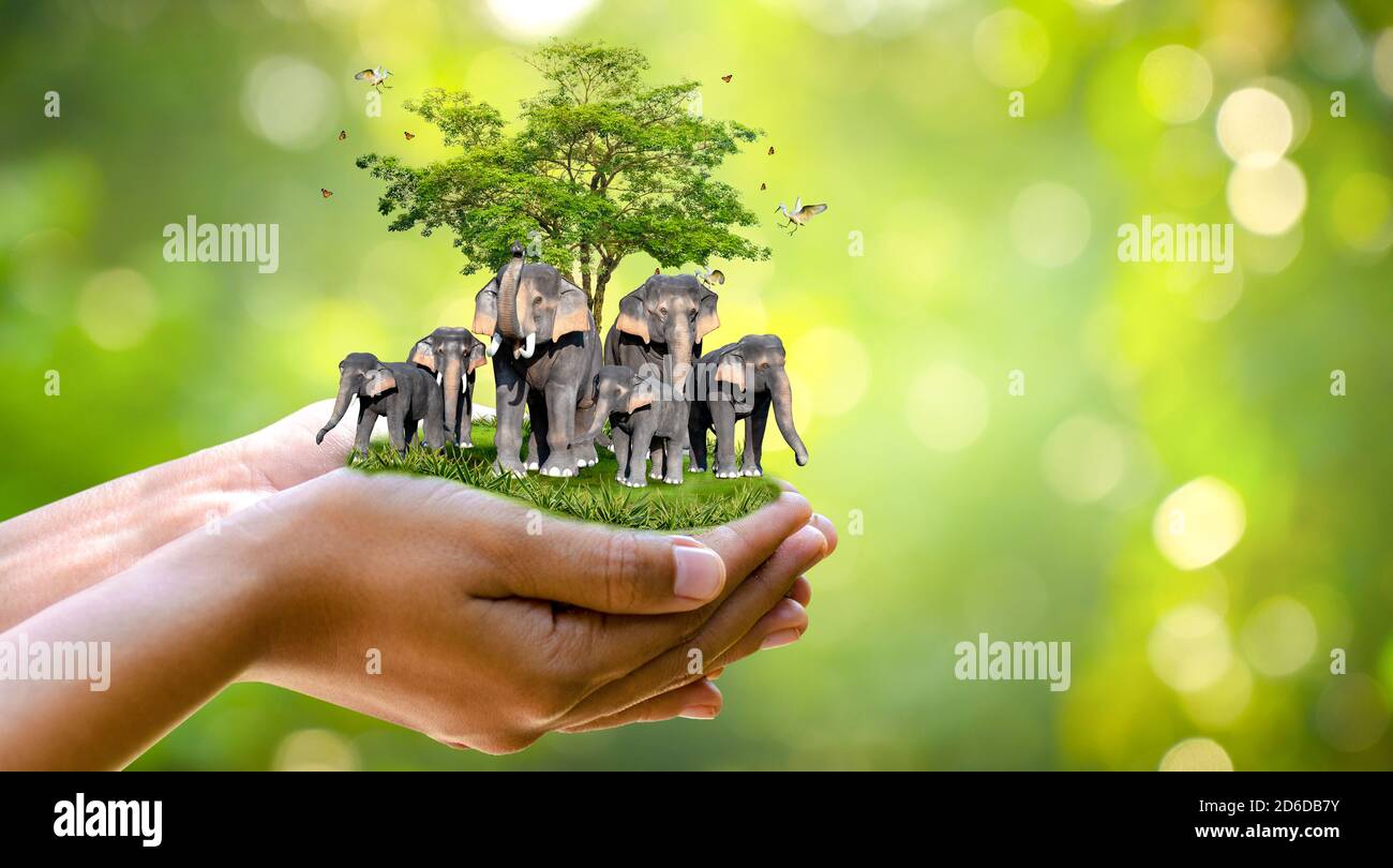 Concept Nature reserve conserve Wildlife reserve tiger Deer Global warming Food Loaf Ecology Human hands protecting the wild and wild animals tigers d Stock Photo