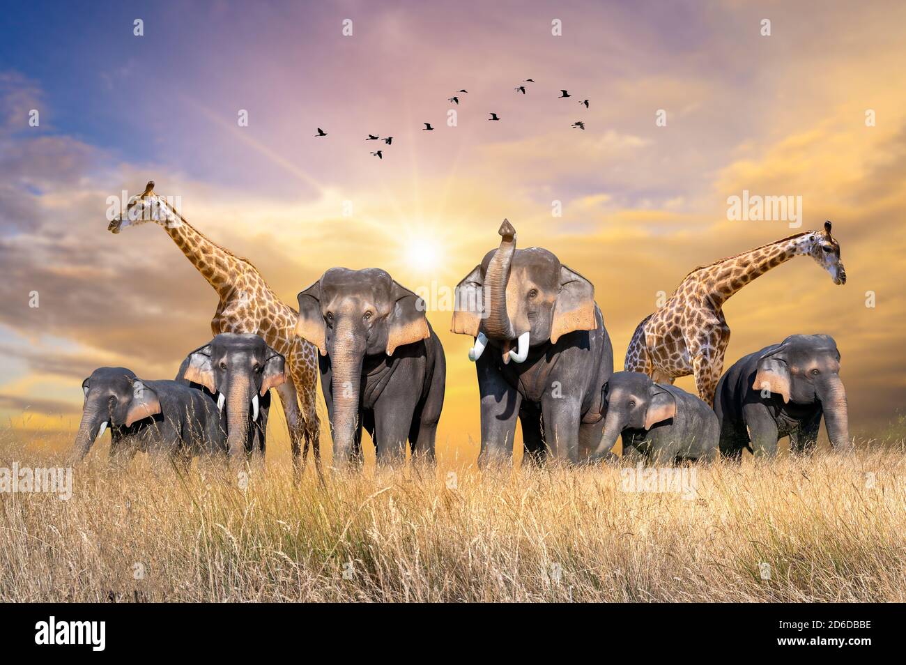 Large group of african safari animals. Wildlife conservation concept Stock Photo