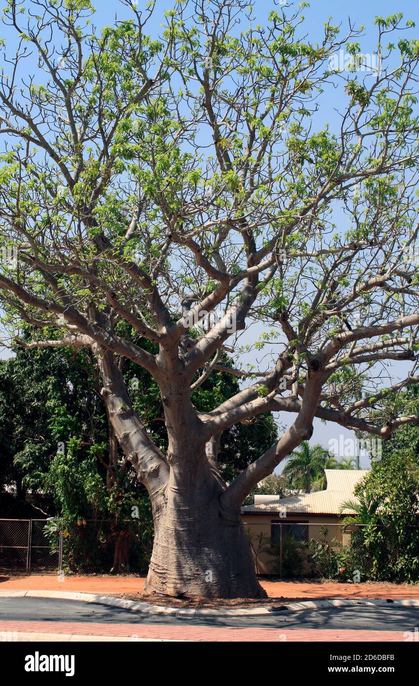 Boab Tree Indigenous Australian Tree Stock Photo