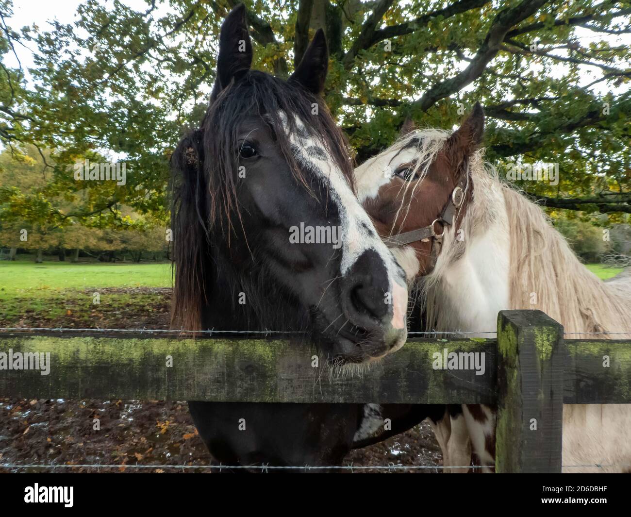 two beautiful horses becoming best friends Stock Photo