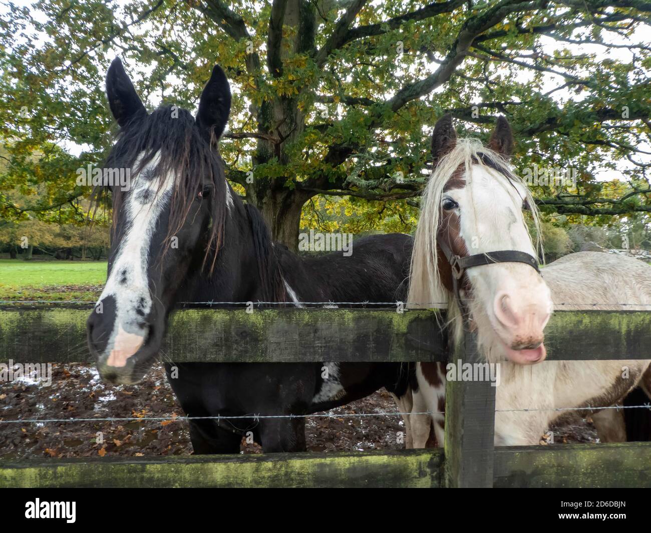 two beautiful horses pulling funny faces Stock Photo