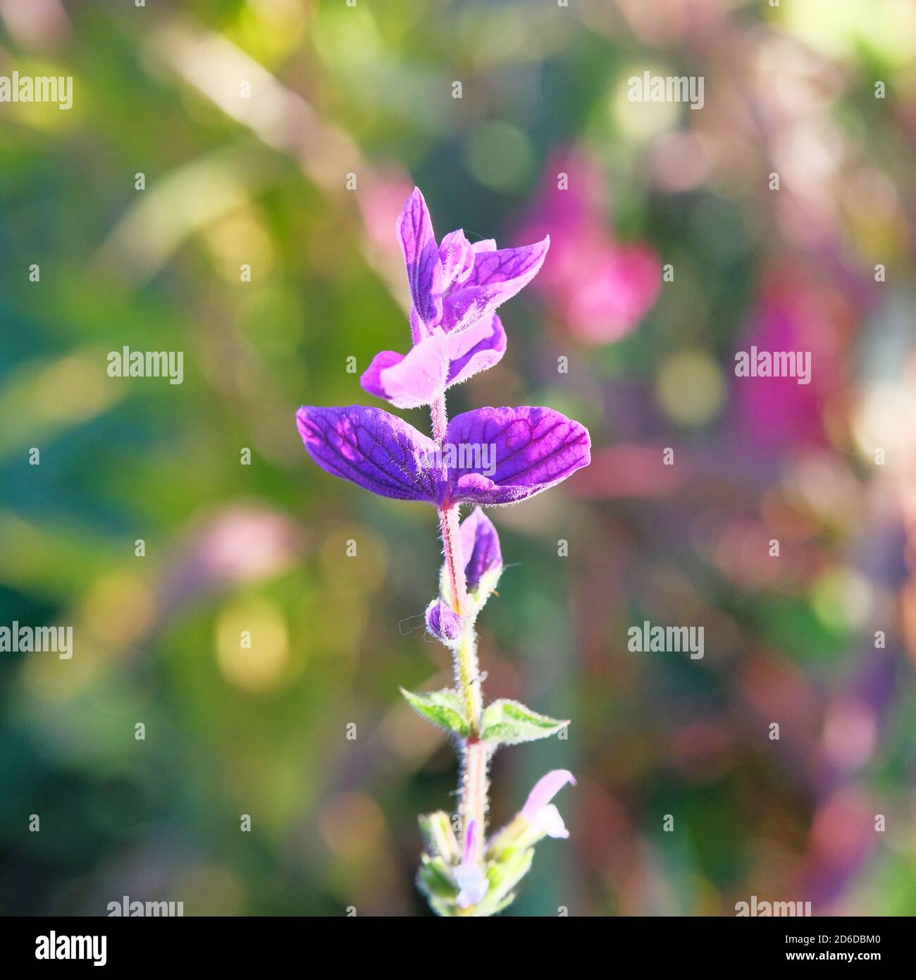 Purple flower in bloom on blurred bright background. Bright sunlight on the petals of violet flower in spring. Close up. Stock Photo