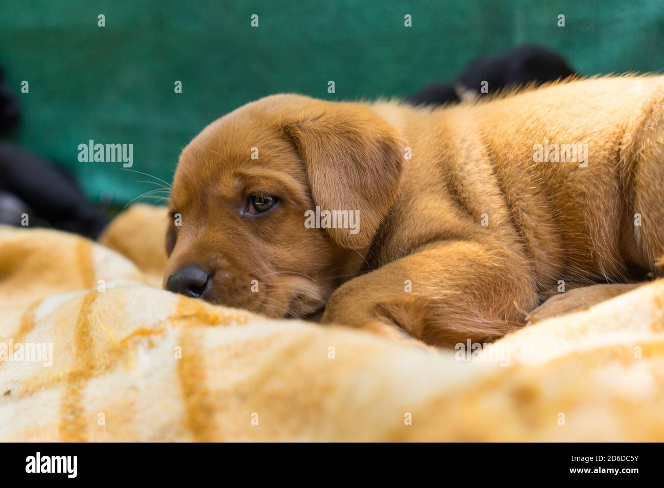 5 week old chocolate lab