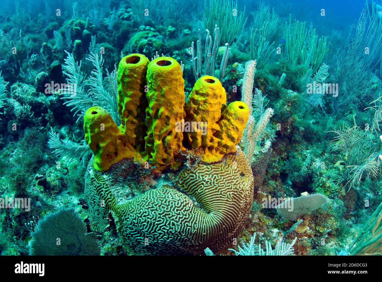 Yellow tube sponges (Aplysina fistularis) on brain coral (Diplora strigosa) in a field of gorgonians Stock Photo