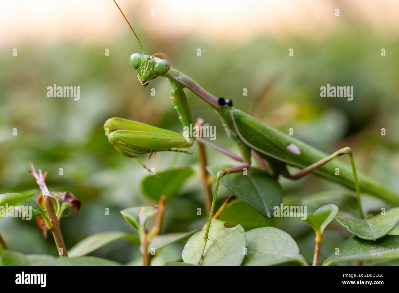 Green praying mantis (mantis religiosa) perches on a garden hedge Stock