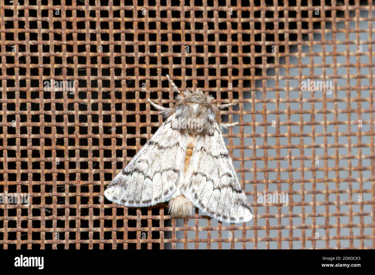 Garden moth perched on an iron mesh of a window Stock Photo