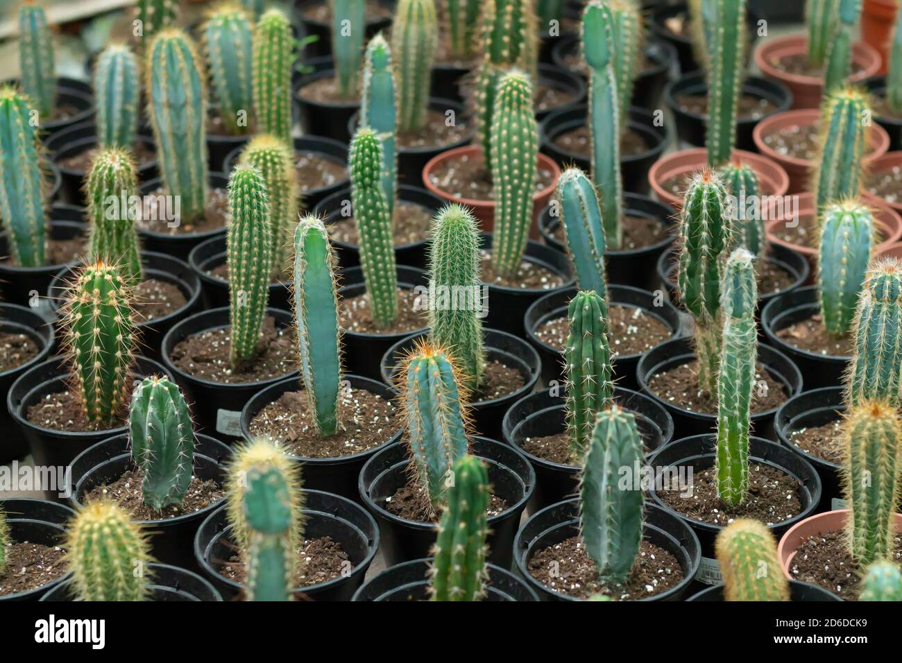Many potted cactuses in flower store. Cacti background Stock Photo
