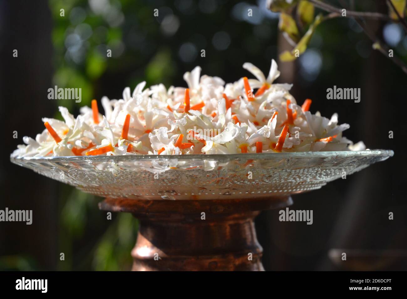 Flowers in plate: the night-flowering jasmine or Parijat or hengra bubar or Shiuli is a species of Nyctanthes native to South Asia and Southeast Asia. Stock Photo
