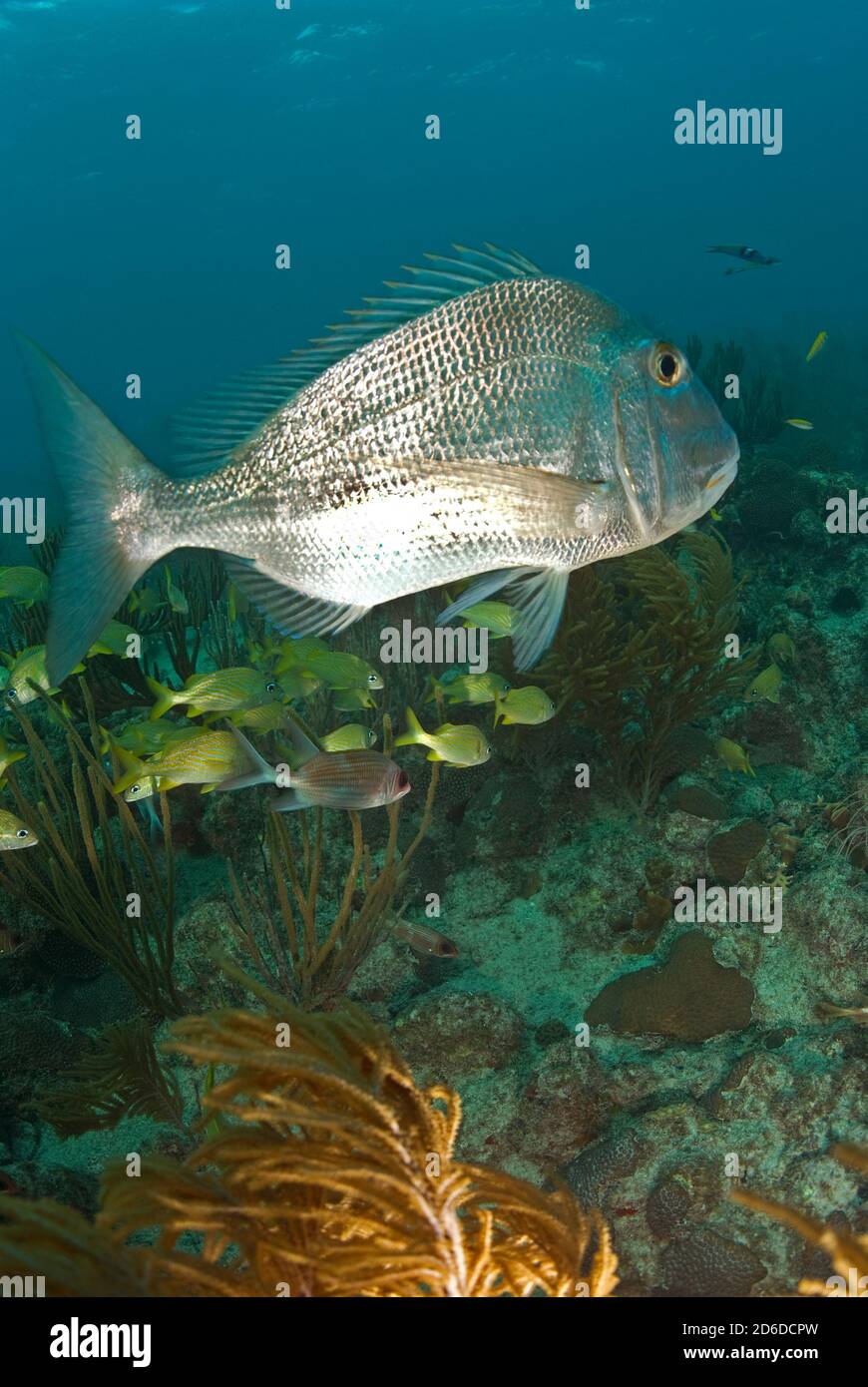 Saucereye (Calamus calamus) over field of Stock Photo