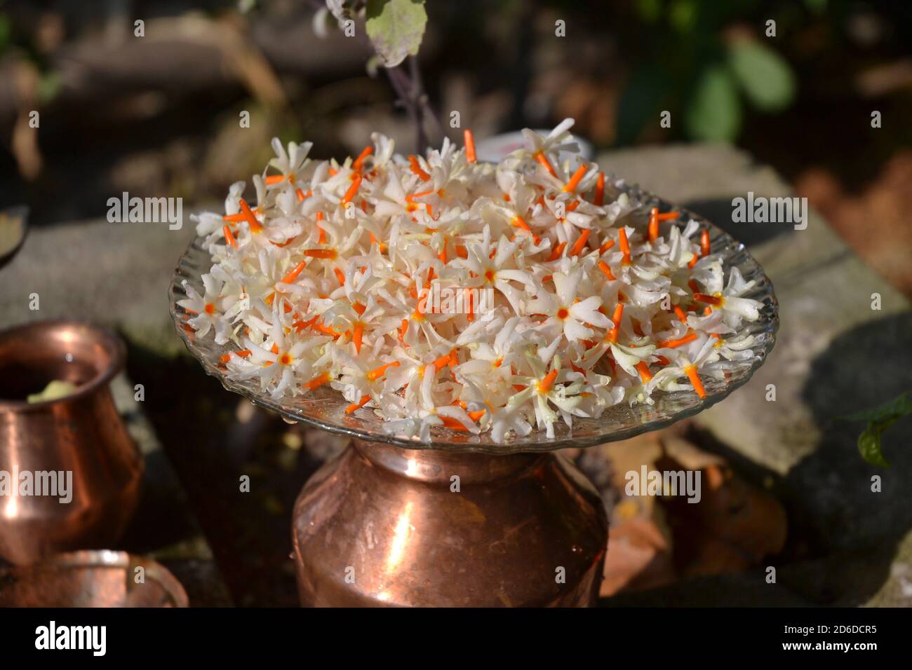 Flowers in plate: the night-flowering jasmine or Parijat or hengra bubar or Shiuli is a species of Nyctanthes native to South Asia and Southeast Asia. Stock Photo
