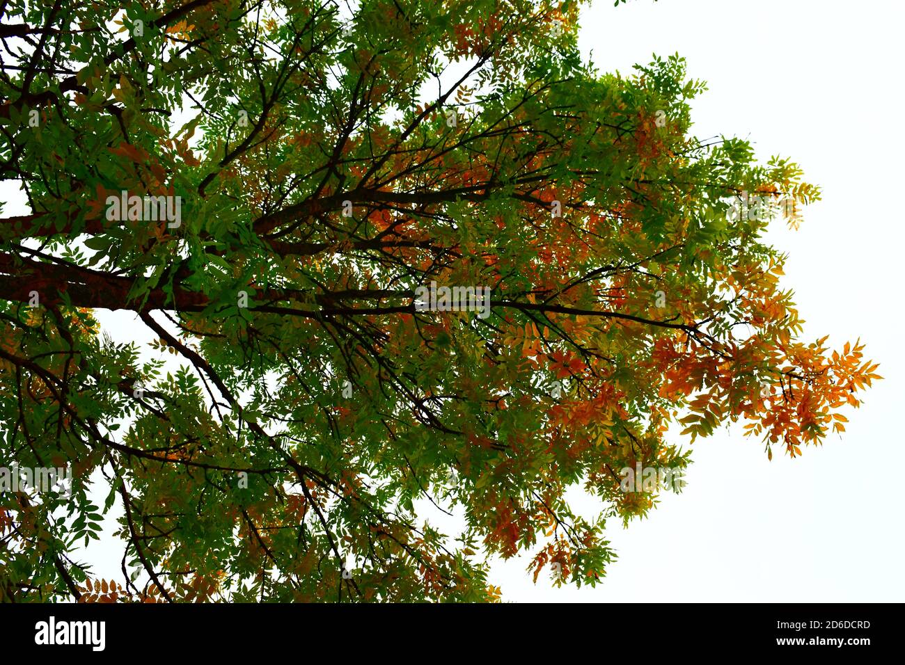 colorful autumn tree Stock Photo - Alamy