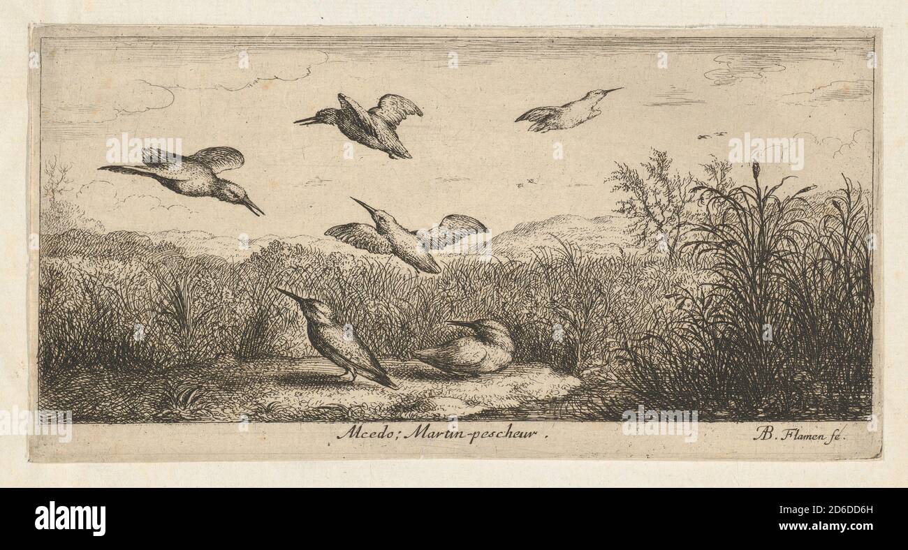 Alcedo, Martin-pescheur (The Kingfisher): Livre d'Oyseaux (Book of Birds), 1655-1660. Stock Photo