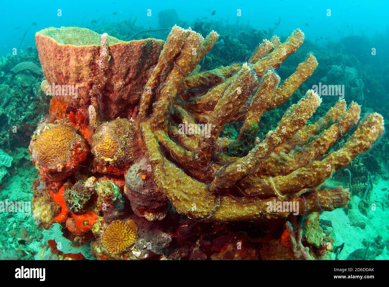 Organ pipe sponges hires stock photography and images Alamy