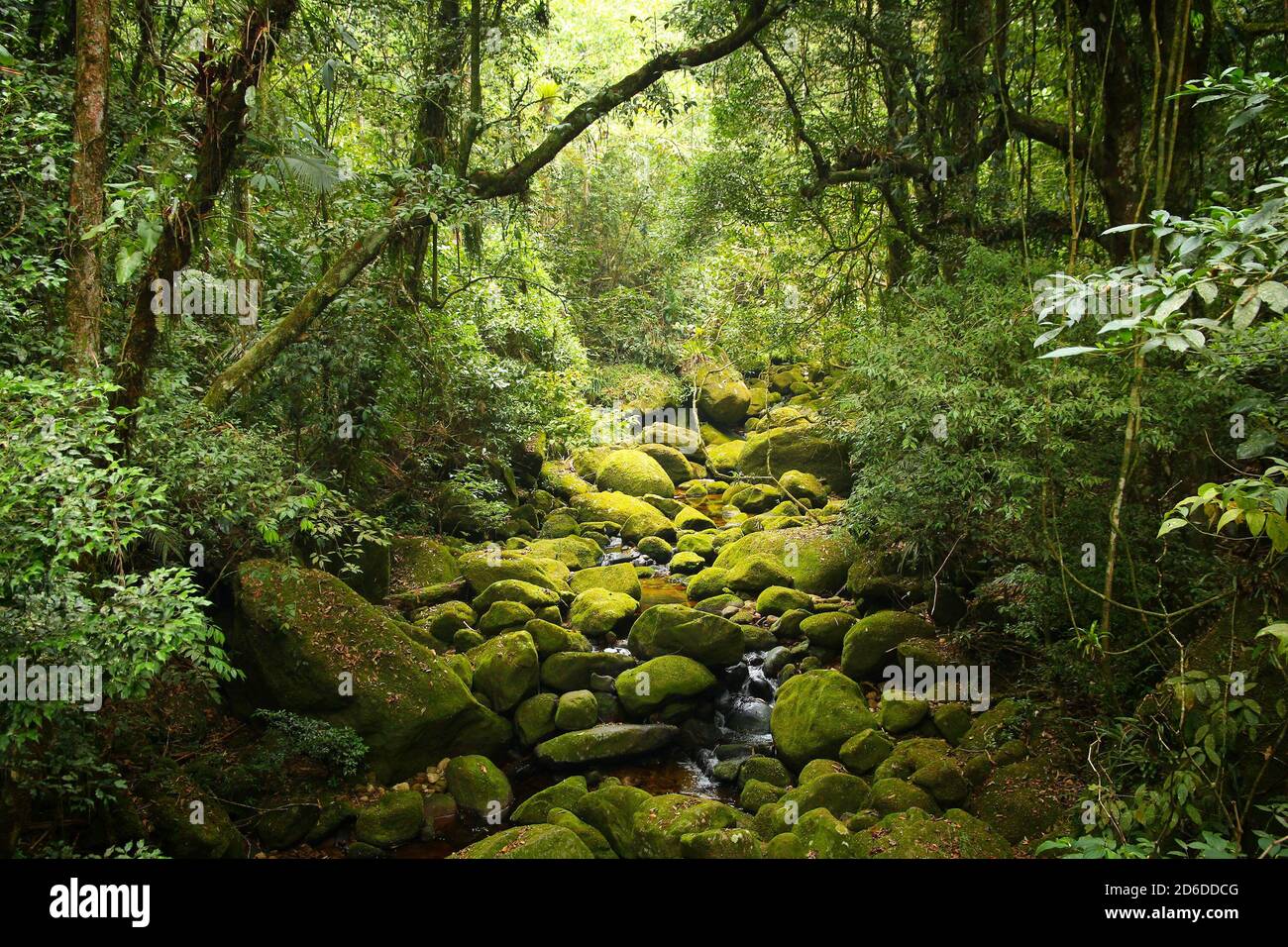 Brazil nature. Jungle flora in Serra dos Orgaos National Park. Mata  Atlantica (Atlantic Rainforest Stock Photo - Alamy