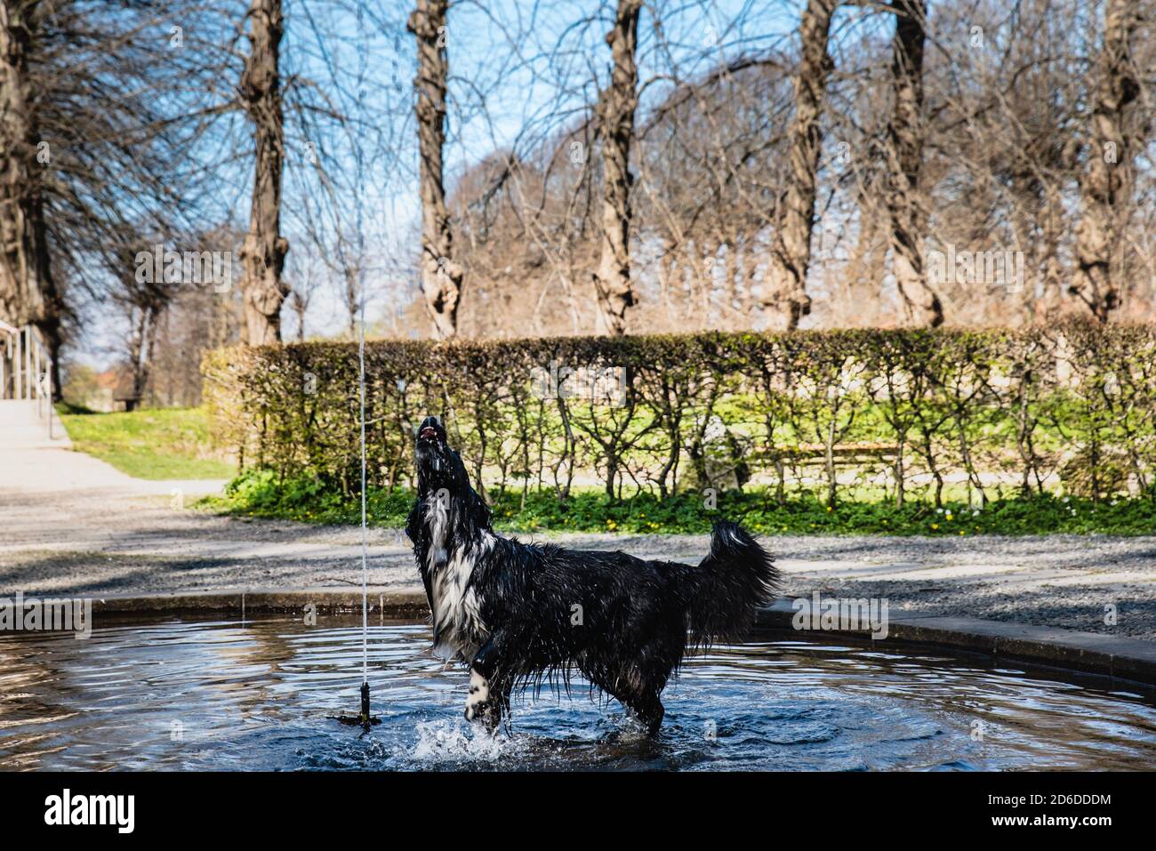 A thirsty dog drinks water spurting from a countryside park fountain conveys happiness and fun concept. A pet dog plays and drinks water in a fountain Stock Photo