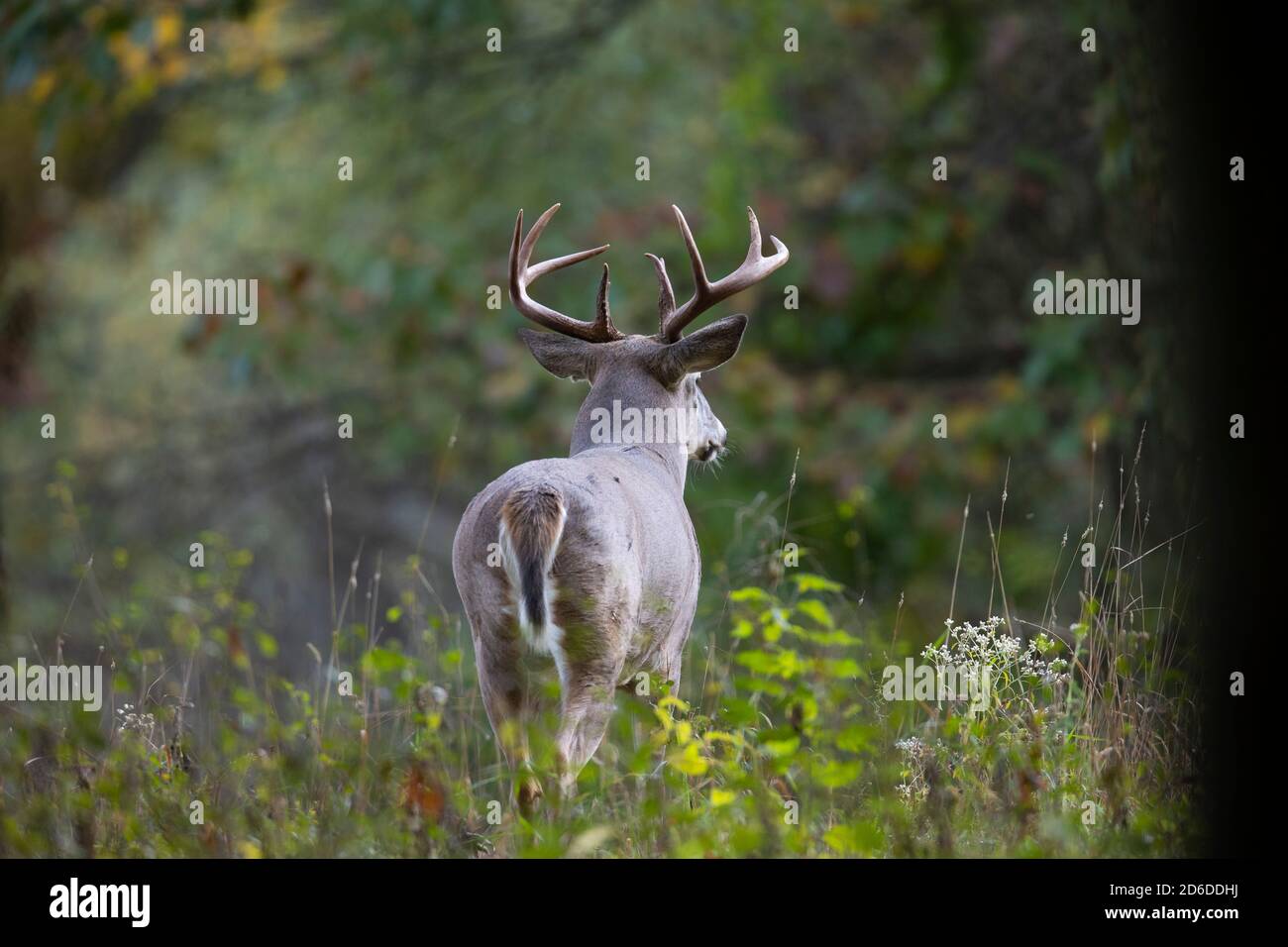 Whitetail deer walking hires stock photography and images Alamy