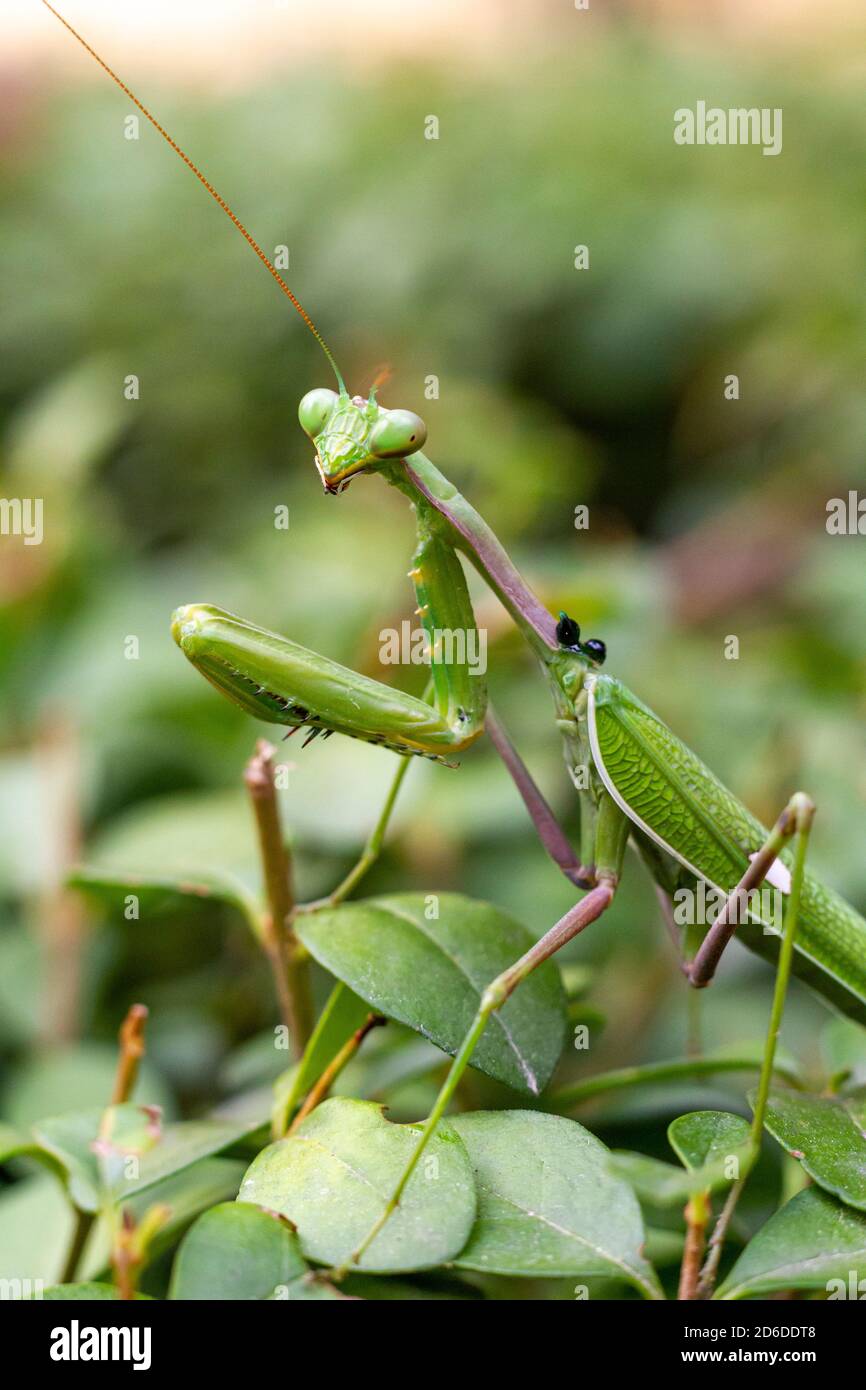 Green praying mantis (mantis religiosa) perches on a garden hedge Stock