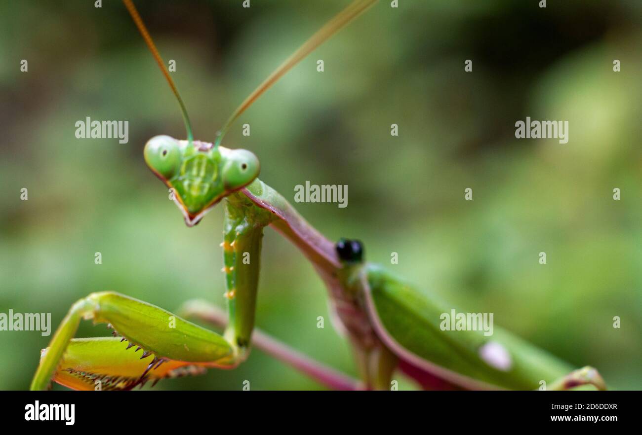 Green praying mantis (mantis religiosa) perches on a garden hedge Stock Photo