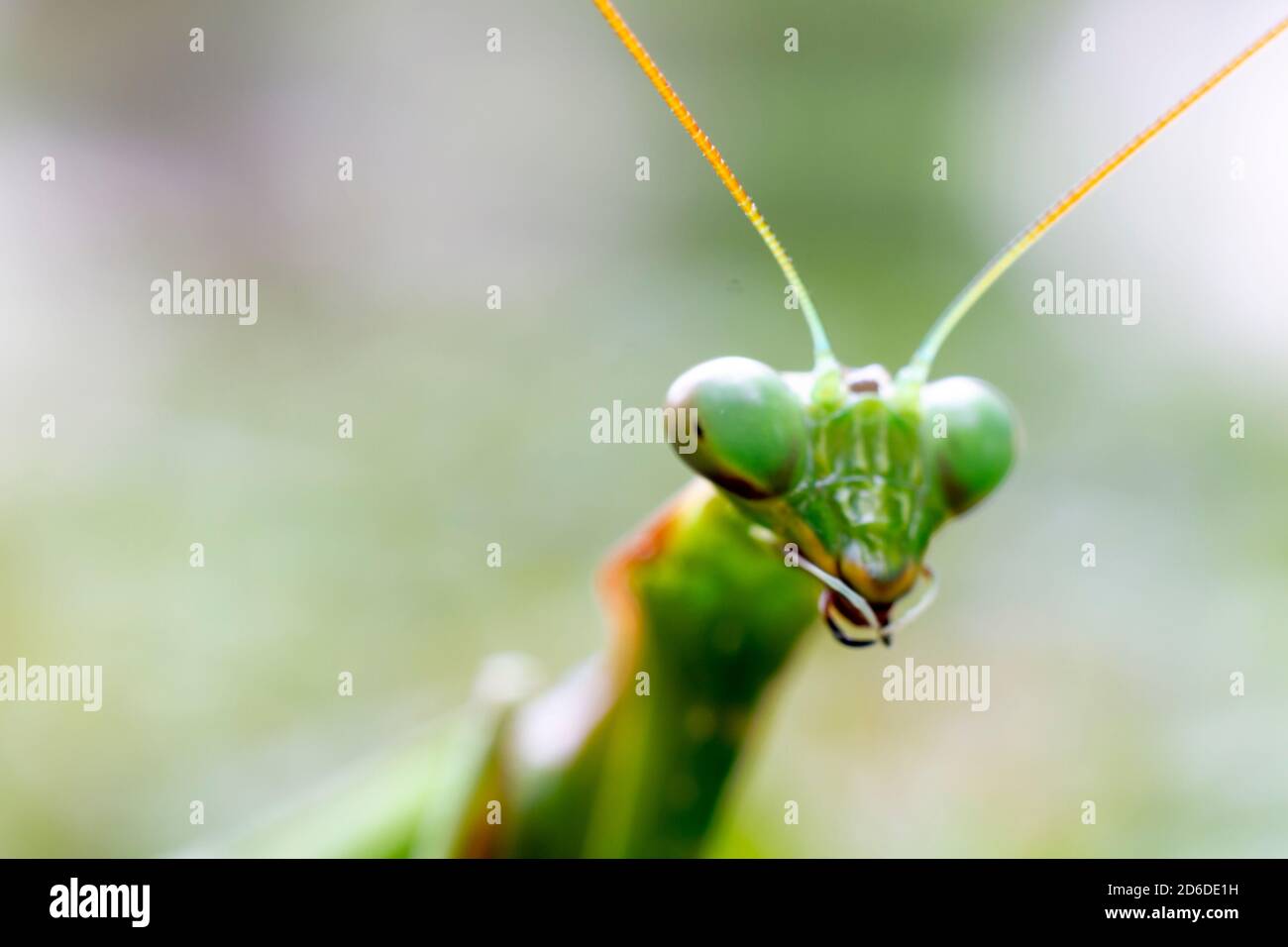 Green praying mantis (mantis religiosa) perches on a garden hedge Stock Photo