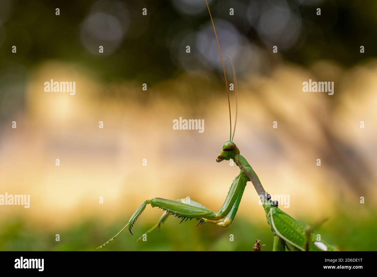 Green praying mantis (mantis religiosa) perches on a garden hedge Stock Photo