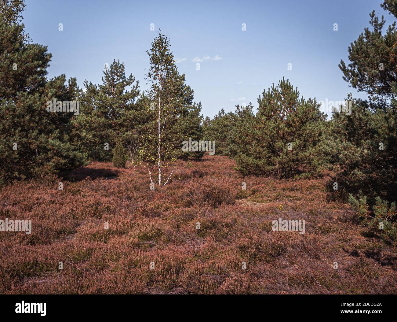 The largest heath in Poland near Warsaw in Mostówka Stock Photo