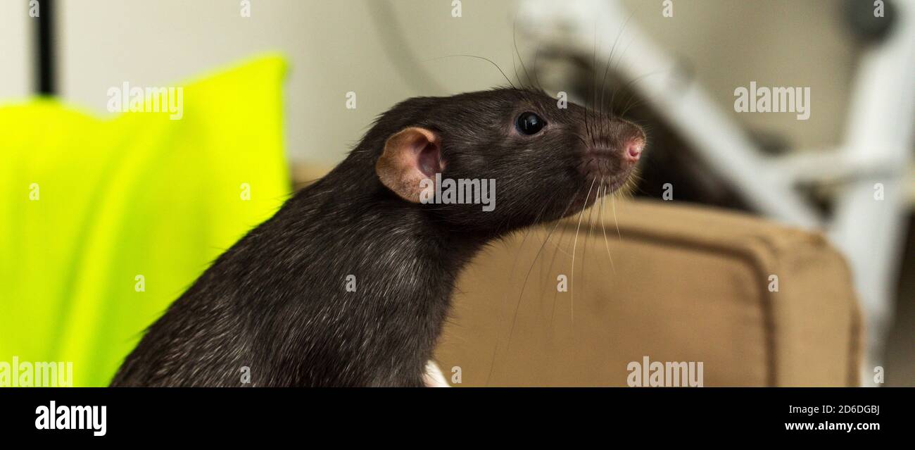 Fancy dumbo eared pet black rat exploring sofa indoors Stock Photo Alamy